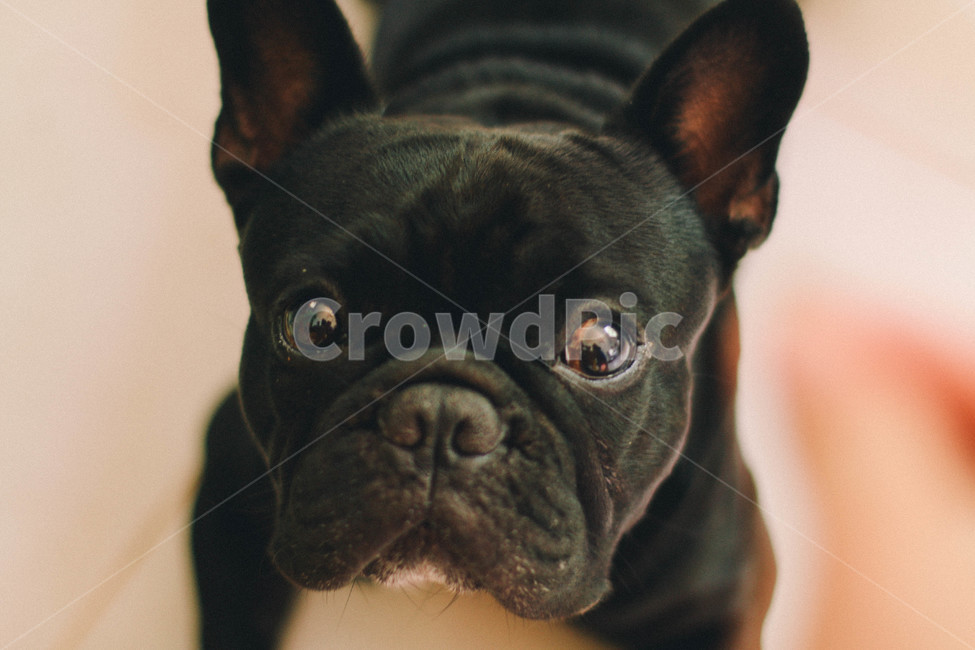 불독,프렌치불독,강아지,검정강아지,bulldog,frenchbulldog,애완견,blackdog,poppy,검은강아지,canine,mammal,pet,애완동물,프랑스불독,동물,dog,개,animal,동물,animal,포유류,mammal,개,강아지,dog,doggy