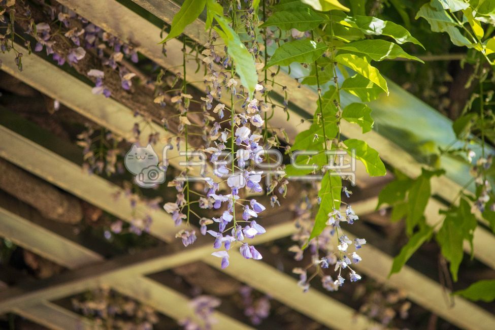 Acanthaceae,rattan,acanthaceae,flower
