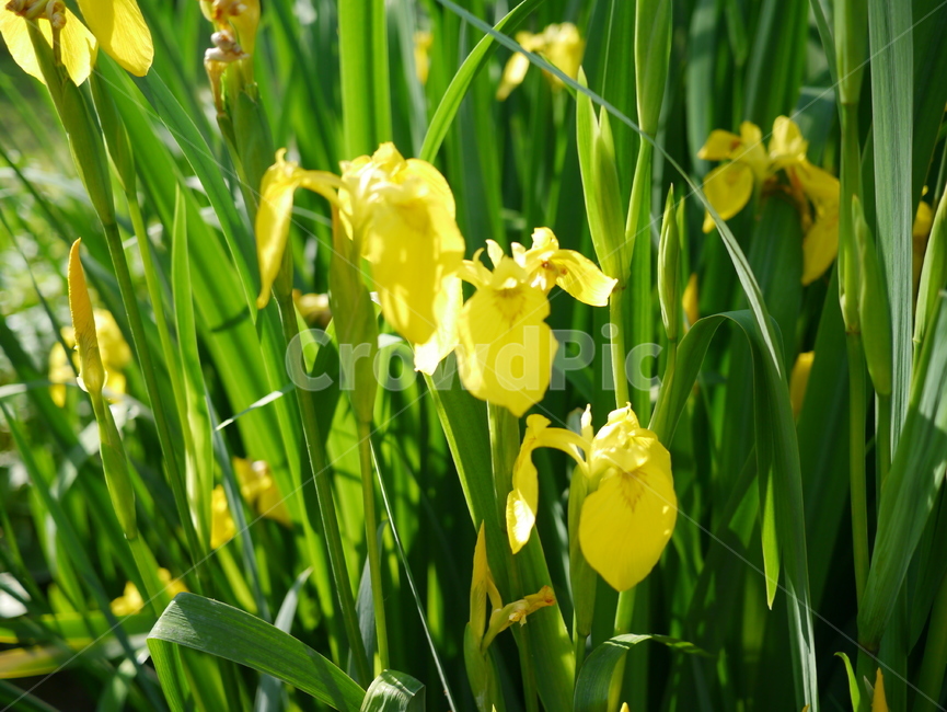 꽃,봄꽃,여름꽃,노란꽃,노란색,식물,자연,plants,nature,꽃,flower