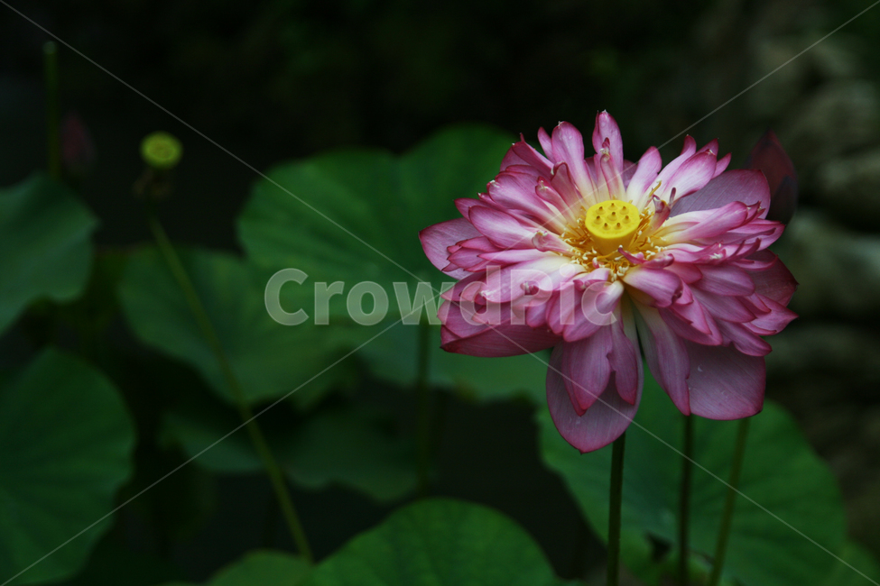plant,식물,blossom,꽃,flower,연꽃,식물,자연,plants,nature,꽃,flower