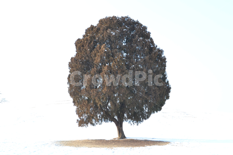 나홀로나무,왕따나무,올림픽공원,겨울사진,나무사진,겨울,계절,winter,season,식물,자연,plants,nature,나무,trees,wood