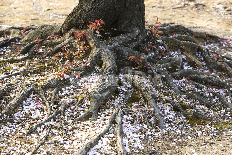 꽃잎,고목뿌리,감성,봄,고목,봄,계절,spring,season,식물,자연,plants,nature,나무,trees,wood,root,뿌리,plant,tree