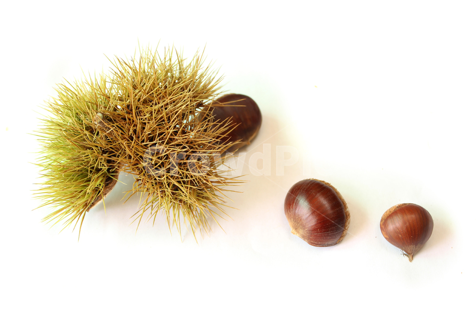 autumn,brown,bur,burr,chestnut,chestnutbur,closeup,fall,food,fruit,macro,natural,nature,nut,plant,seed,sharp,spike,갈색,브라운,밤송이,밤,클로즈업,가을,열매,음식,자연,식물,뾰족한,가시,알밤,흰배경,가을,계절,fall,autumn,season,음식,식재료,요리,food,cook,meal,dishes,food reserves,과일,열매,fruit,누끼,remove background,vegetable,야채,씨,grain,곡물