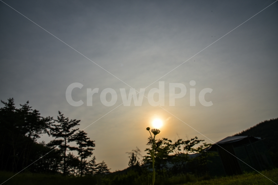 꽃,빛,해,태양,자연,풍경,식물,자연,plants,nature,풍경,landscape,꽃,flower,flare,플레어,light,outdoors,옥외
