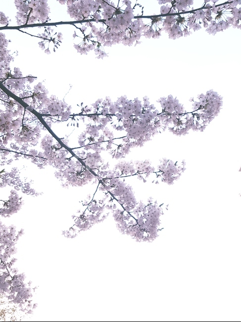 꽃,벚꽃,봄,분홍,flower,나무,봄,계절,spring,season,식물,자연,plants,nature,꽃,flower,plant,blossom