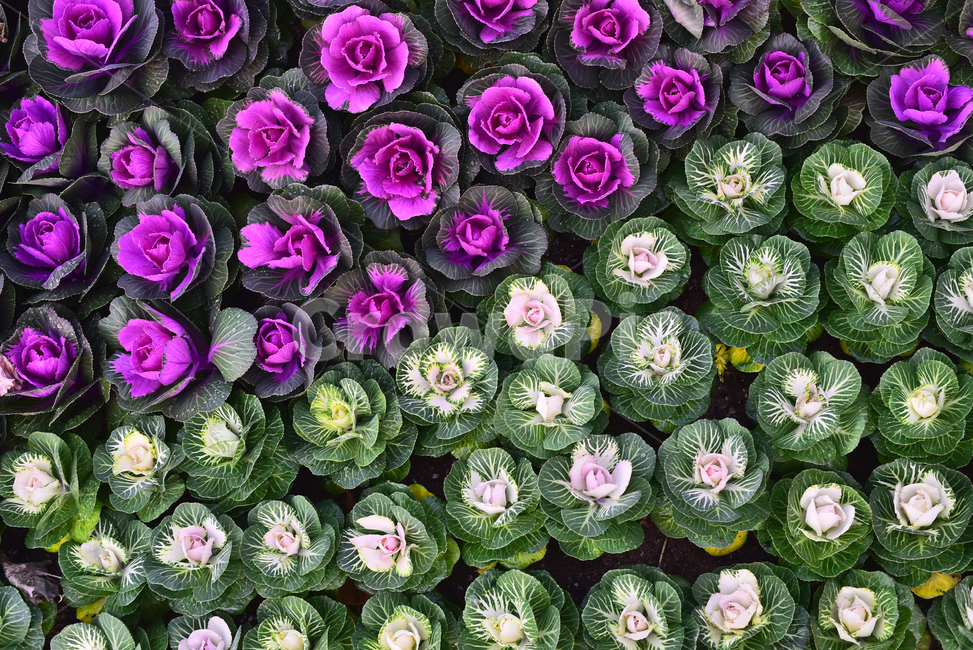 양배추,꽃양배추,관상용,식물,cabbage,vegetable,보라색,녹색,흰색,배경,바탕,백그라운드,background,자주색,purple,violet,퍼플,화단,food,음식,식용,야채,채소,plant,옥외,야외,식물,자연,plants,nature,채소,야채,vegetables