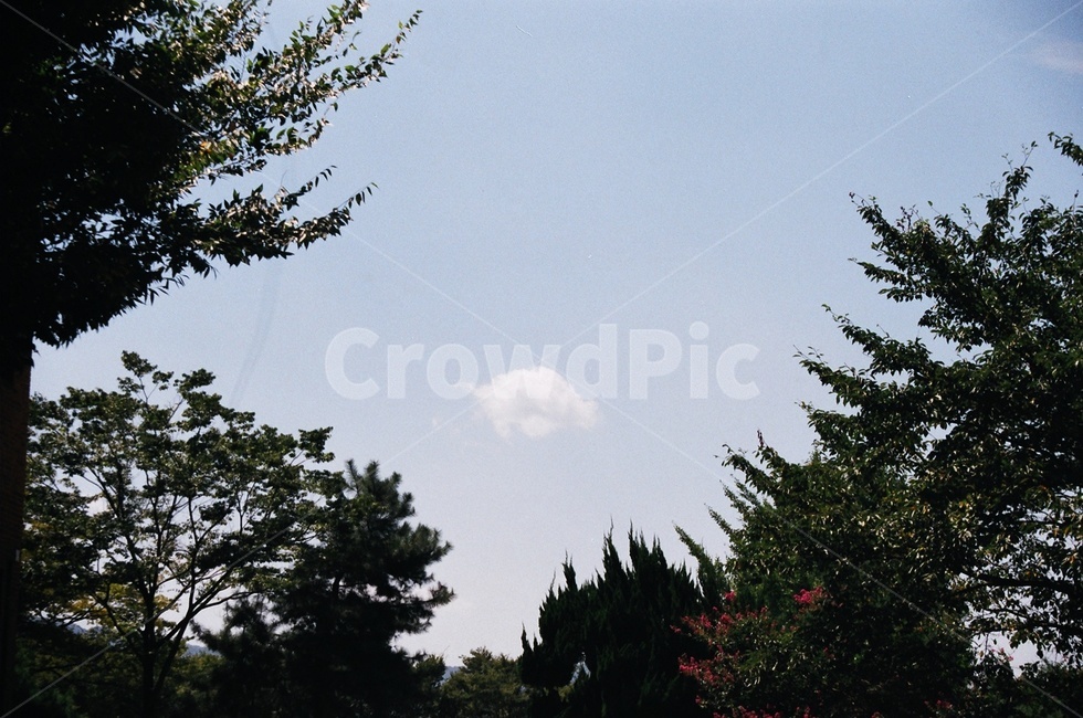 필름사진,하늘,구름,나무,화창한,날씨,자연,풍경,nature,landscape,tree,plant,식물,fir,전나무
