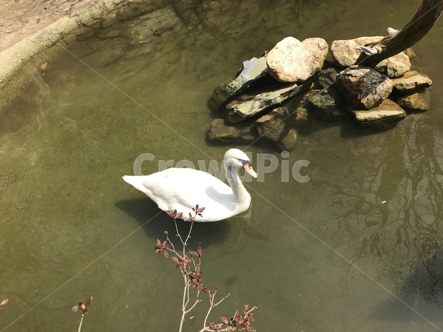 동물,새,동물원,오리,물,동물,animal,조류,새,birds