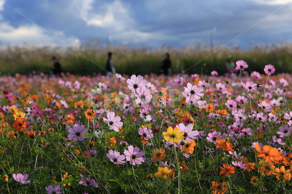 가을,꽃,코스모스,하늘공원,하늘,구름,fall,flower,cosmos,park,sky,cloud,가을,계절,fall,autumn,season,식물,자연,plants,nature,꽃,flower,plant
