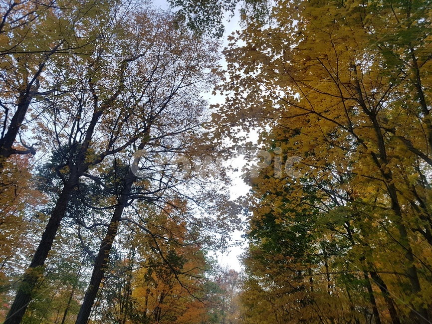plant,식물,tree,나무,가을,가을하늘