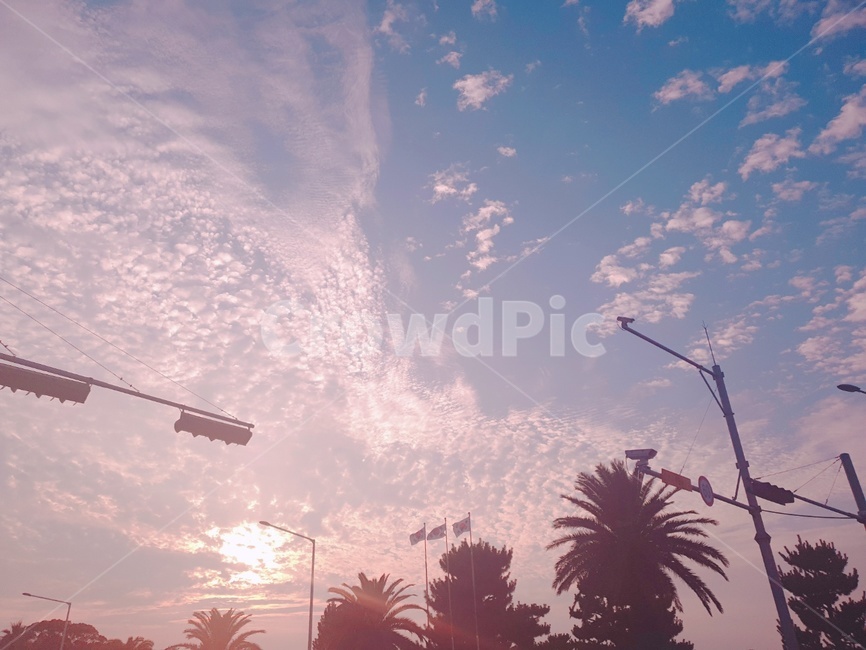 제주도,오후하늘,핑크하늘,jeju,sky,pinksky,자연,풍경,nature,landscape,나무,trees,wood,flare,플레어,light,빛