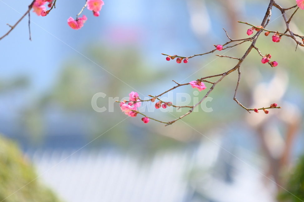 plant,식물,blossom,flower,꽃,홍매화,봄,계절,spring,season