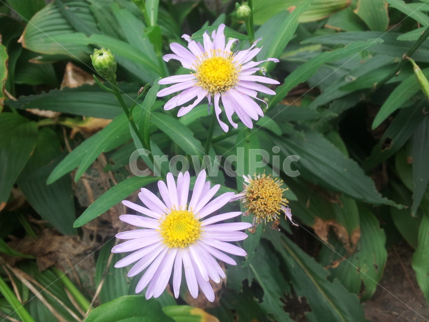 꽃,코스모스,가을,플라워,자연,식물,자연,plants,nature,꽃,flower