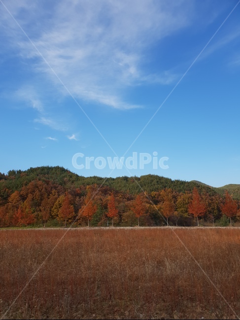 가을,자연,캠핑,파란하늘,풍경,단풍,나무,가을,계절,fall,autumn,season,자연,풍경,nature,landscape,outdoors,옥외