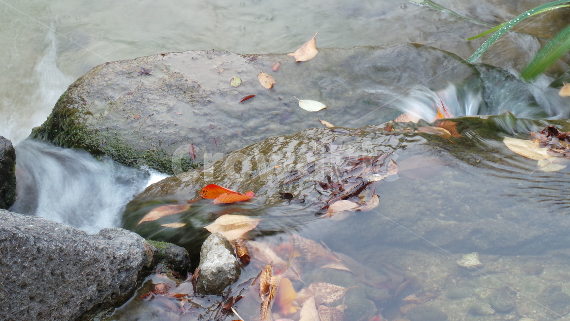 물가,낙엽,잎,나뭇잎,시냇가,물,water,자연,물길,자연배경,가을,계절,fall,autumn,season