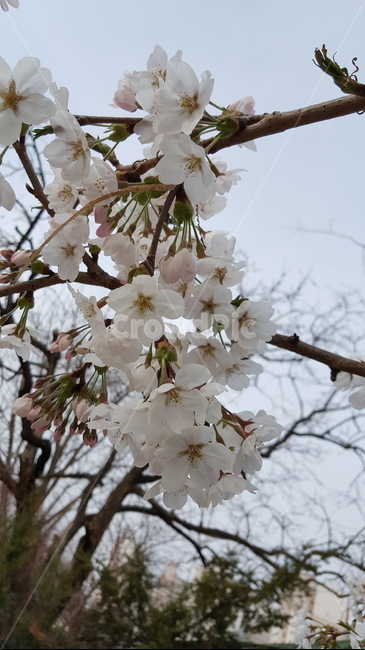 벚꽃,봄,꽃,자연,식물,나무