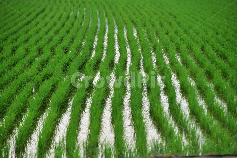 벼,벼농사,논,논농사,농사,농촌,시골,초록,녹색,village,rice,ricefield,farming,산업,industry,industrial,농업,농사,agriculture,farming,farming industry