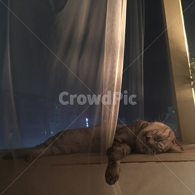 수면,고양이,동물,애완동물,반려동물,귀여움,포유류,animal,mammal,kitty,kitten,반려묘,냐옹이,표정,휴식,힐링,냥이,feelimg,커텐
