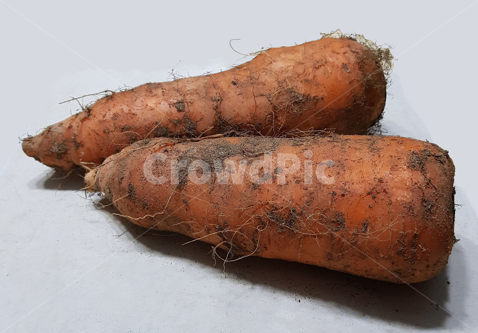 plant,식물,vegetable,야채,food,음식,당근,뿌리채소,carrot,흙당근