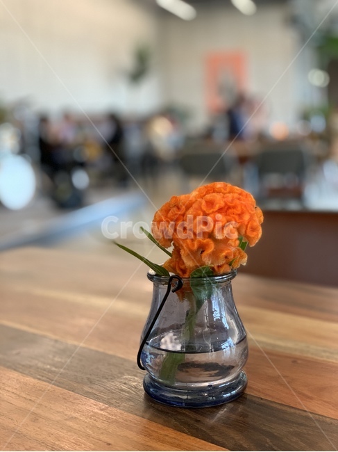 plant,식물,flower,꽃,맨드라미,정물,식물,자연,plants,nature,꽃,flower