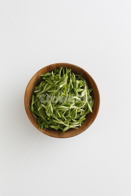 Herbs,plant,Money sprouts,sedum,Sedum nuki,spring greens