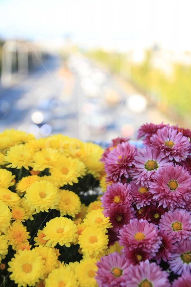 국화,꽃,가을,보케,자연,식물,자연,plants,nature,꽃,flower