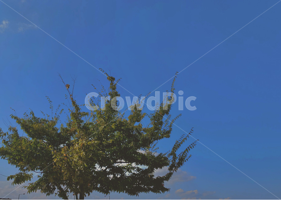 하늘,나무,하늘색,감성,자연,tree,plant,식물