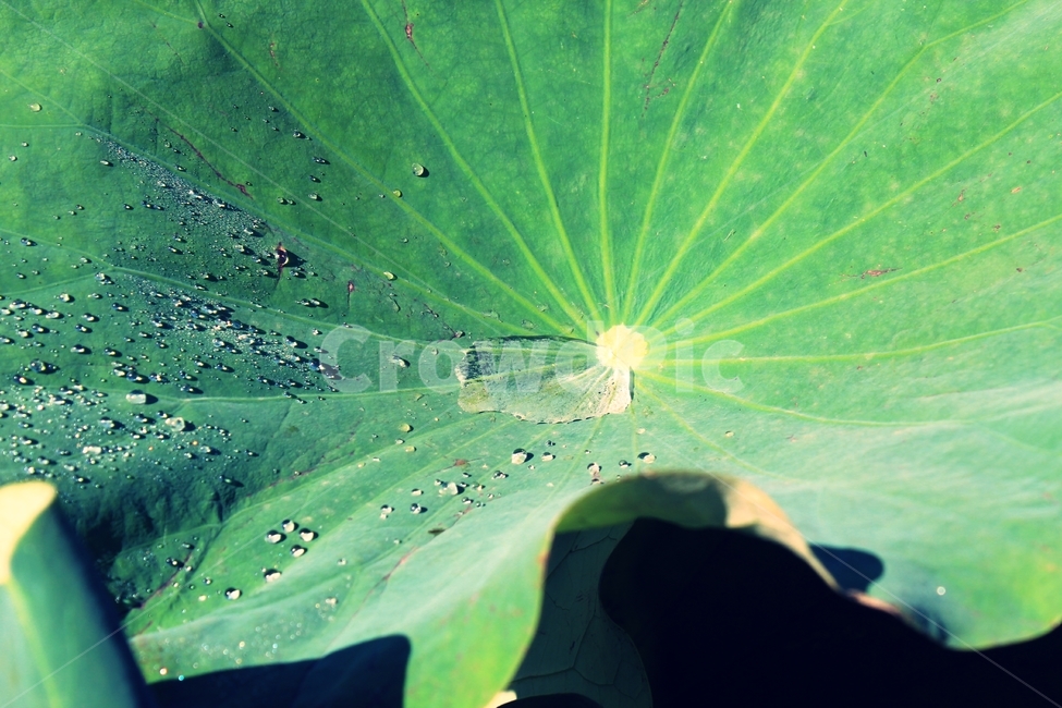 plant,식물,leaf,잎,green,초록,droplet,작은물방울,식물,자연,plants,nature