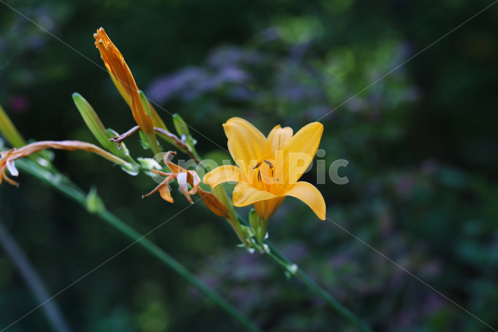 원추리,식물,plant,꽃,flower,식물,자연,plants,nature,꽃,flower