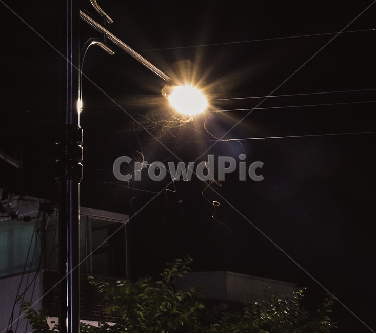가로등,불빛,어두운밤,나방,벌레,야경,밤,풍경,nightscape,night,landscape,flare,플레어,light,빛