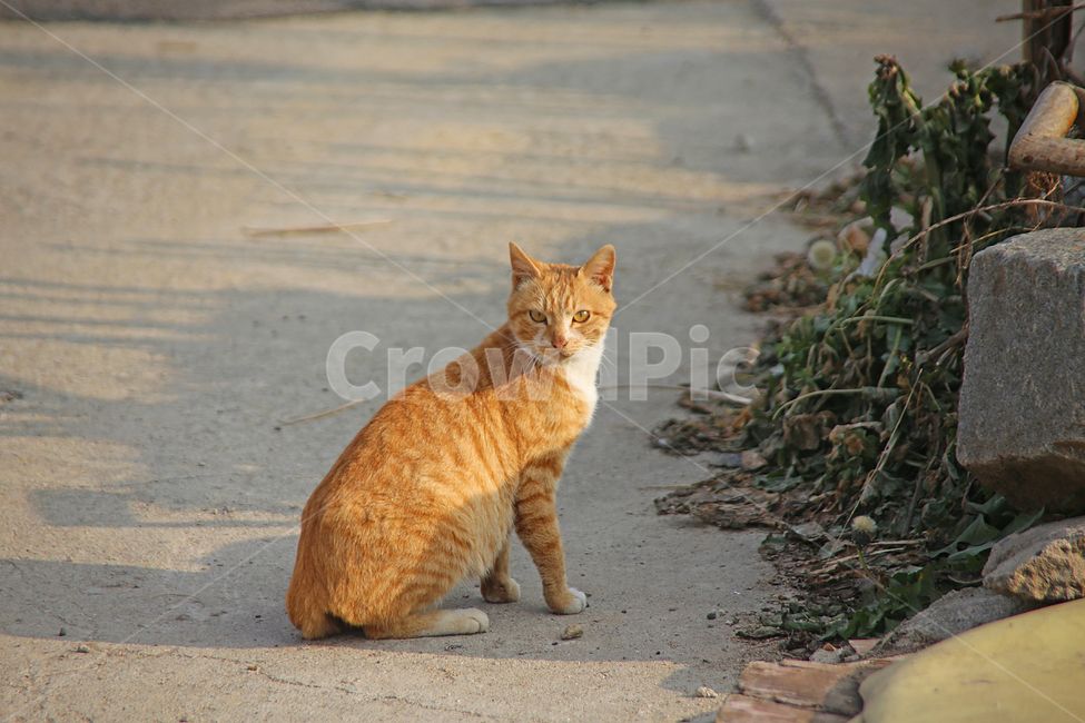 양지,포근함,고양이,쉼,동물,시선,동물,animal,포유류,mammal,고양이,cat,kitten,kitty