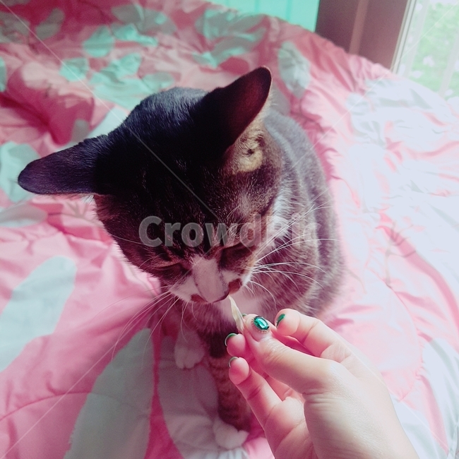 고양이,한국고양이,고등어,간식,수염,cat,kitten,pink,green,nail,feeding,동물,animal,포유류,mammal,고양이,cat,kitten,kitty