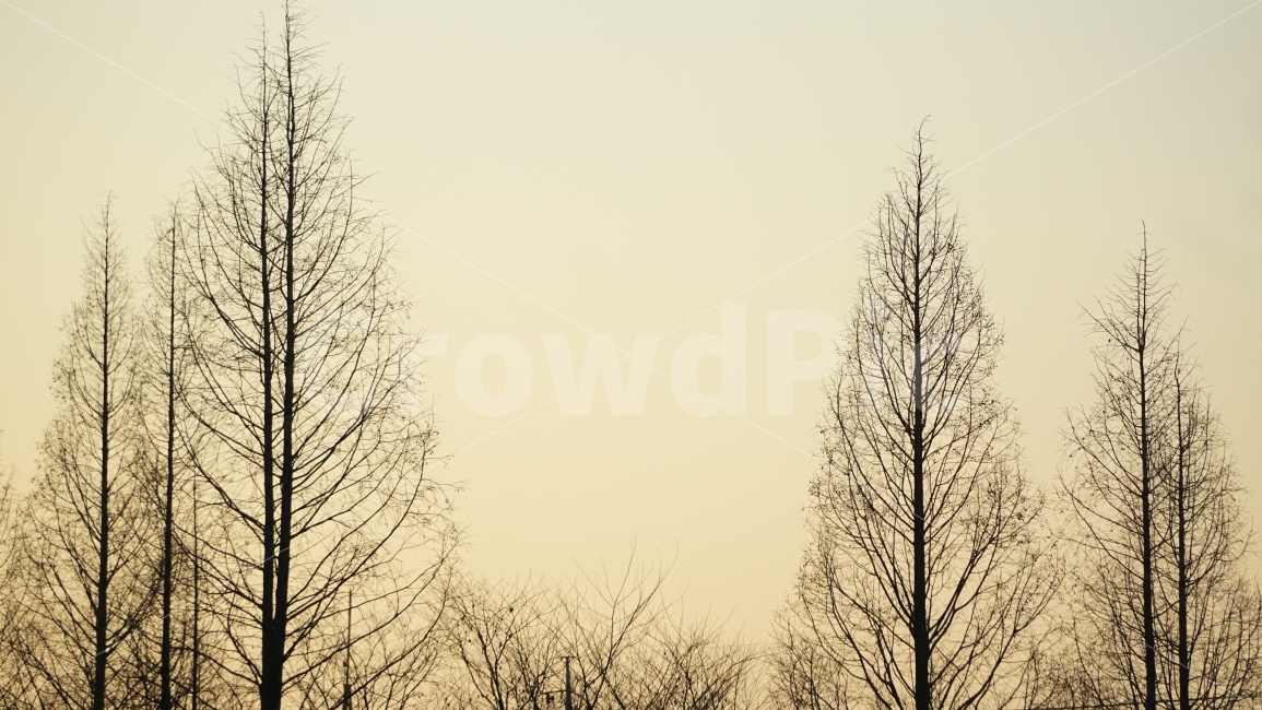 나무,풍경,배경,이미지,겨울나무,자연,풍경,nature,landscape