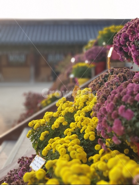 plant,식물,꽃,flower,국화,소국,절,가을