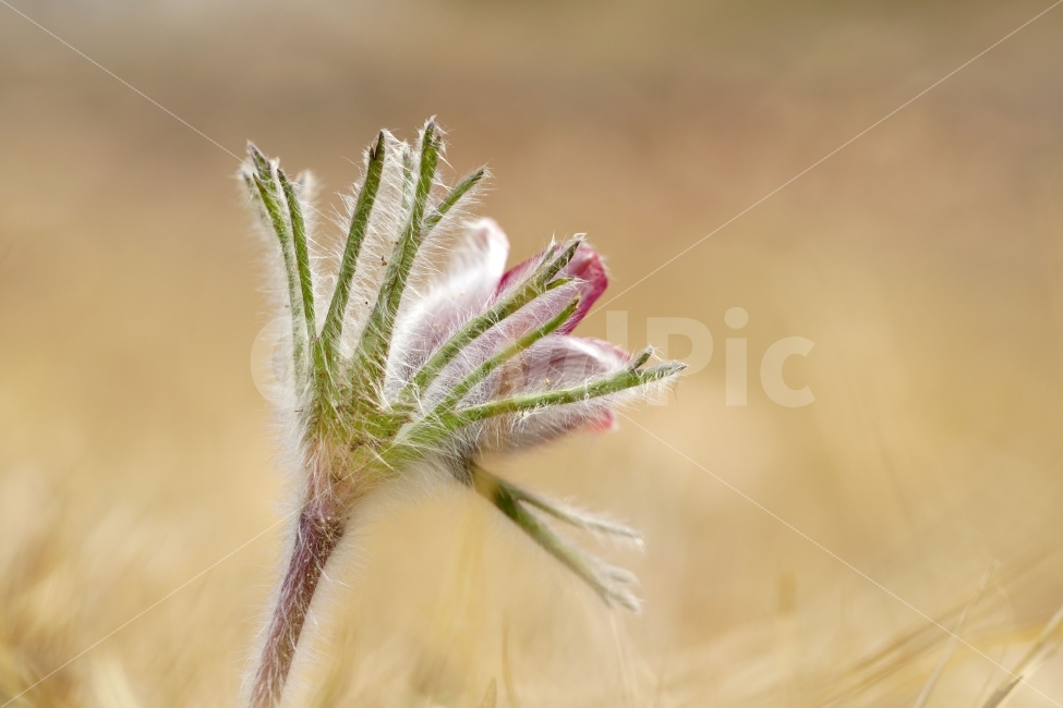 할미꽃,꽃,플라워,봄,자연,식물,flower,spring,nature,접사,macro,클로즈업,closeup,tree,숲,숲속,산림,삼림,조경,plants,봄꽃,감성,힐링,풍경,landscape,식물,자연,plants,nature,꽃,flower
