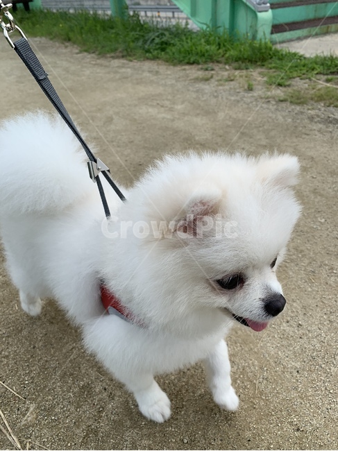 강아지,포메,귀여운,강아지산책,하얀강아지