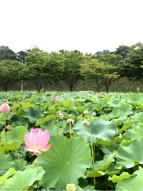 plant,식물,nature,자연,연꽃,연잎,flower,꽃,식물,자연,plants,nature,꽃,flower