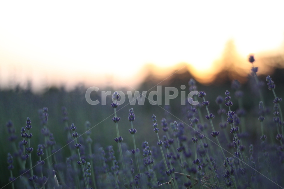 라벤더,lavender,허브,꽃,보라색,식물,자연,plants,nature,꽃,flower