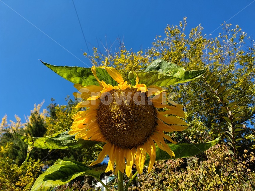 식물,blossom,flower,해바라기,sunflower,plant,노란색,yellow,sky,blue,식물,자연,plants,nature,꽃,flower