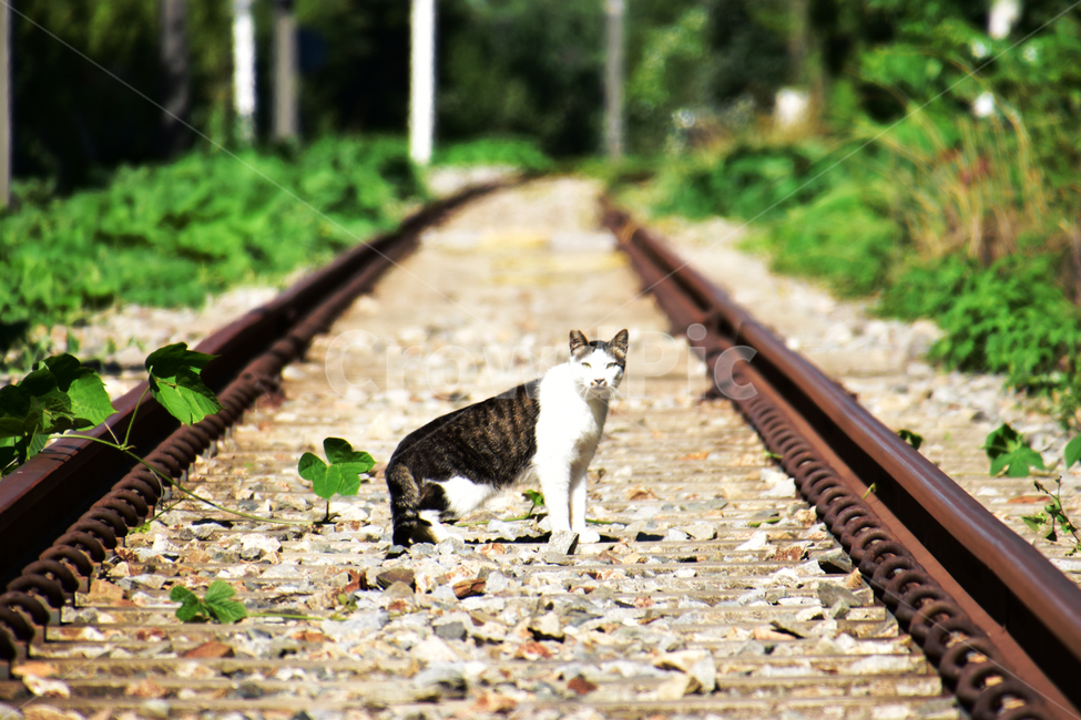 배경,아름다운,자연,철길,고양이,외로움,background,beautiful,nature,iron,cat,loneliness,동물,animal,포유류,mammal,고양이,cat,kitten,kitty