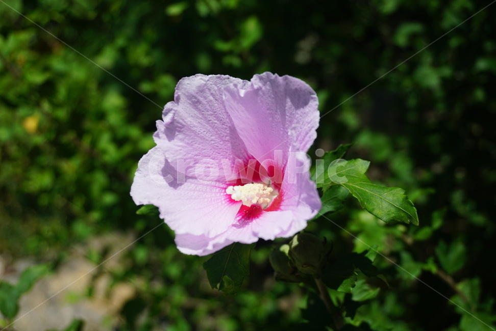 무궁화,꽃,무궁화꽃,대한민국,분홍꽃,식물,자연,plants,nature,꽃,flower