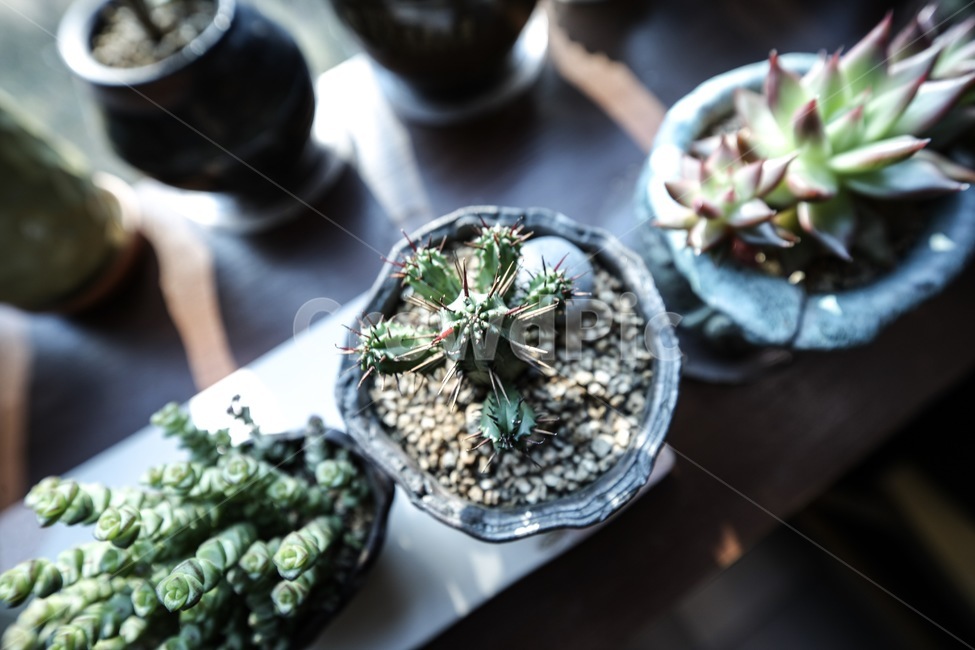 식물,다육식물,선인장,화분,botanical,plant,식물,자연,plants,nature,실내용화초,화분,화초,house plant