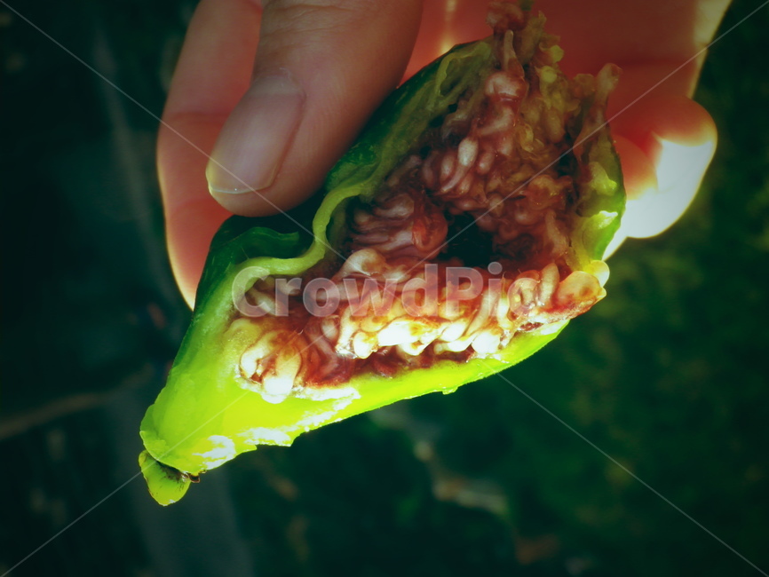 무화과,자연,과일,햇살,pig,달달함,신선함,푸른,음식,식재료,요리,food,cook,meal,dishes,food reserves