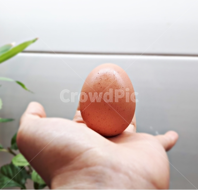 계란,달걀,손,풀,알,에그,삶은달걀,삶은계란,단백질,요리,음식,삶은계란,날달걀,날계란,부활절,손바닥,신선한,싱싱한,갈색달걀,갈색계란,egg,hand,white,isolated,background,golden,easter,food,holding,gold,eggs,product,healthy,fresh,object,human,animal,organic,ingredient,raw,chicken,dairy,protein,eggshell,design,season,symbol,farm,shell,nature,brown,breakfast,cooking,natural,음식,식재료,요리,food,cook,meal,dishes,food reserves
