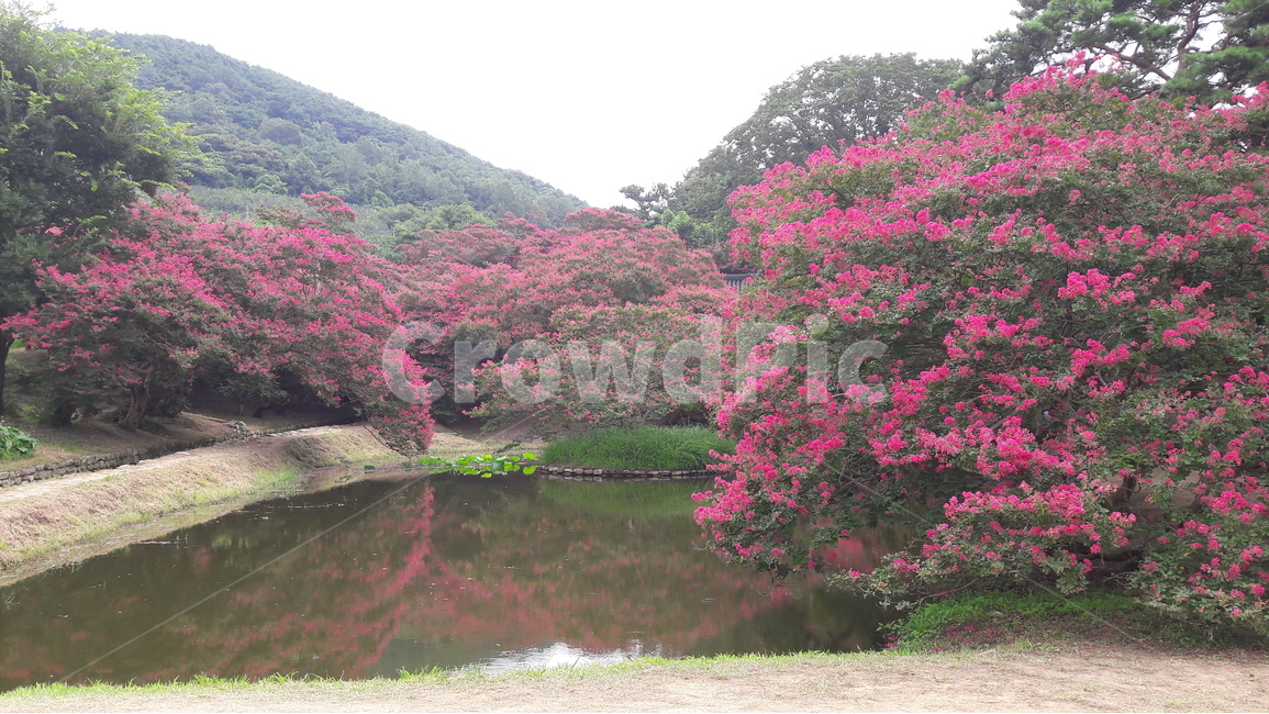 담양,명옥헌,배롱나무꽃,원림,반영,자연,풍경,nature,landscape,한국자연풍경,한국자연경관,korea nature landscape,plant,식물,flower,꽃,blossom