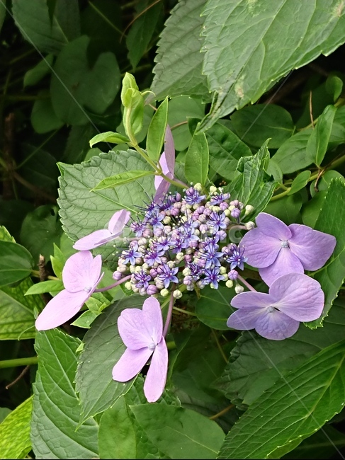 수국,산수국,blossom,꽃,식물,plant,식물,자연,plants,nature,꽃,flower