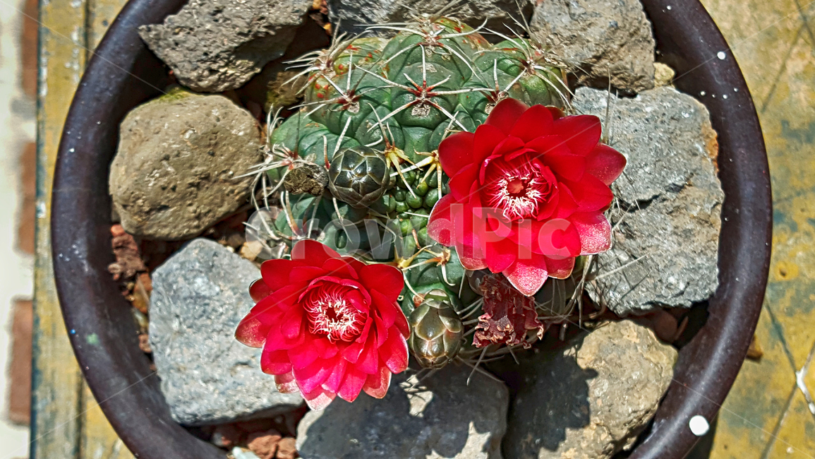 비화옥선인장,비화옥선인장꽃,꽃,선인장,선인장꽃,flower,화분,식물,cactus,plant