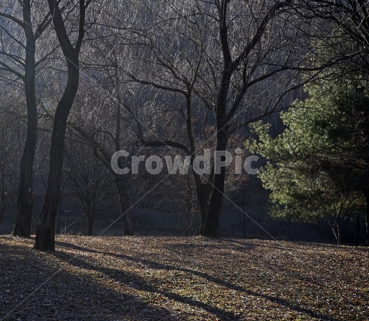 나무,자연,역광,겨울,초록,가지,앙상함,그림자,사광,tree,nature,light,branch,winter,plant,green,자연,풍경,nature,landscape,ground,바닥,식물,tree trunk,나무 줄기
