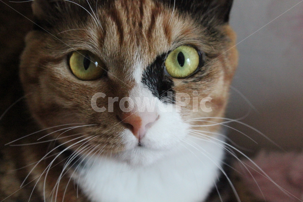 cat,고양이,pet,애완동물,animal,동물,mammal,포유류,marie,kitten,portrait,closseup