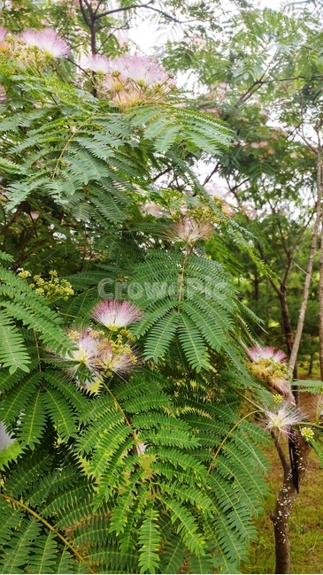 나무,식물,자연,공원,tree,식물,자연,plants,nature